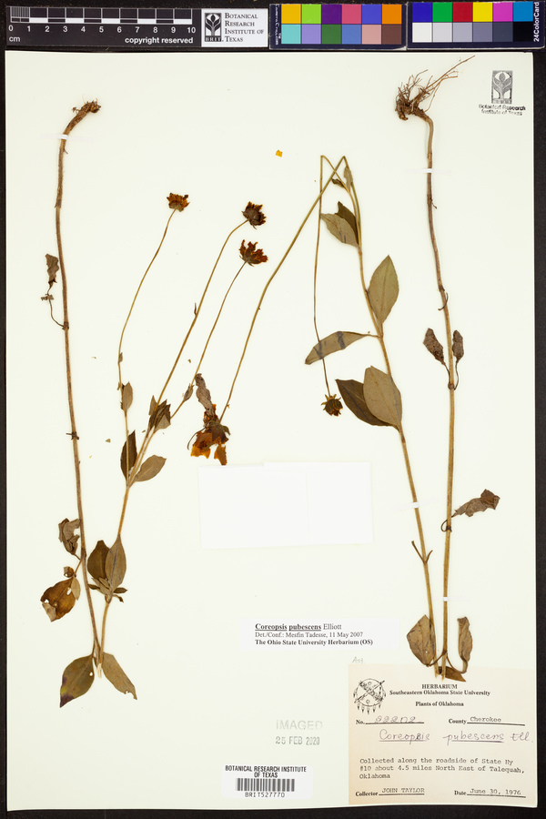 Coreopsis pubescens image