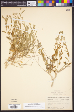Bouchetia erecta image