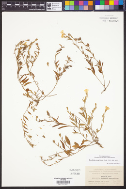 Bouchetia erecta image
