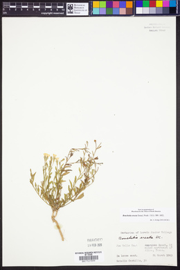 Bouchetia erecta image