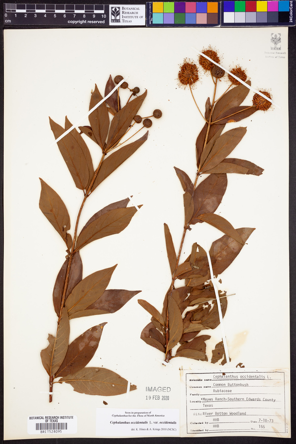Cephalanthus occidentalis var. occidentalis image