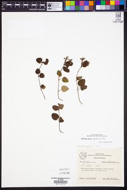 Mitchella repens image