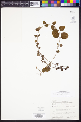 Mitchella repens image