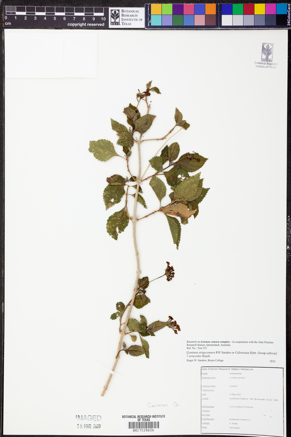 Lantana strigocamara image