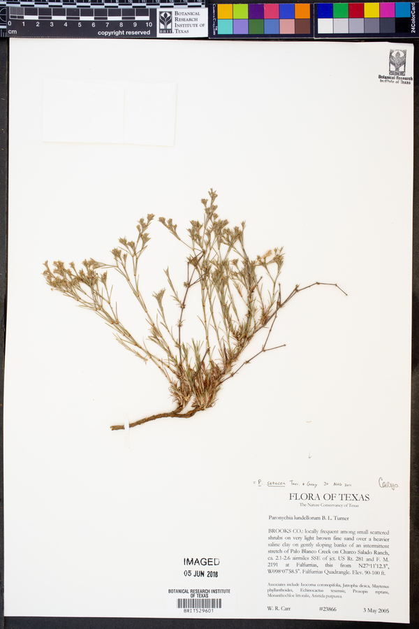 Paronychia lundelliorum image