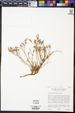 Image of Paronychia lundelliorum