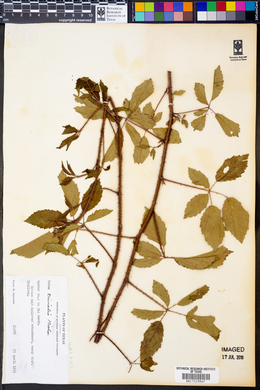 Rubus trivialis image