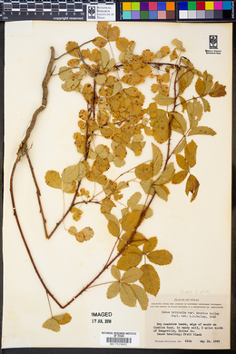Rubus trivialis var. serosus image