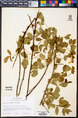 Rubus trivialis image