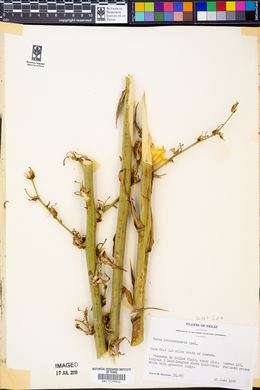 Yucca louisianensis image