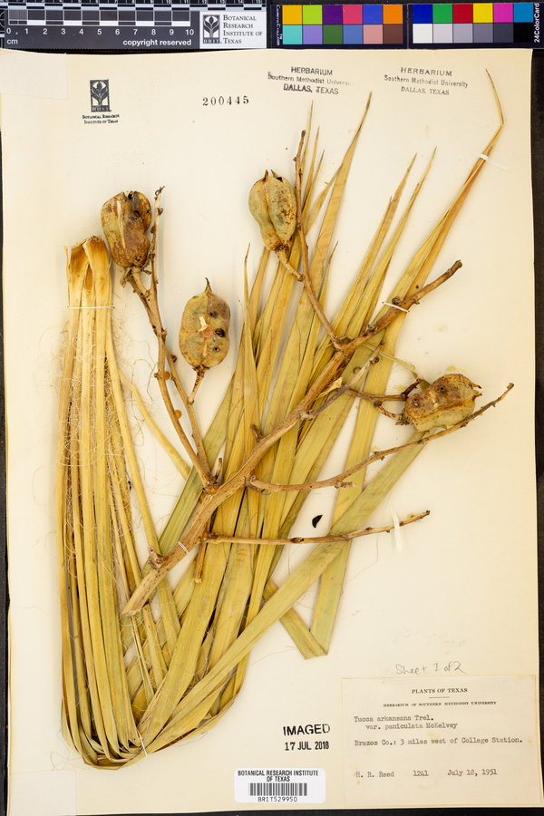 Yucca arkansana var. paniculata image
