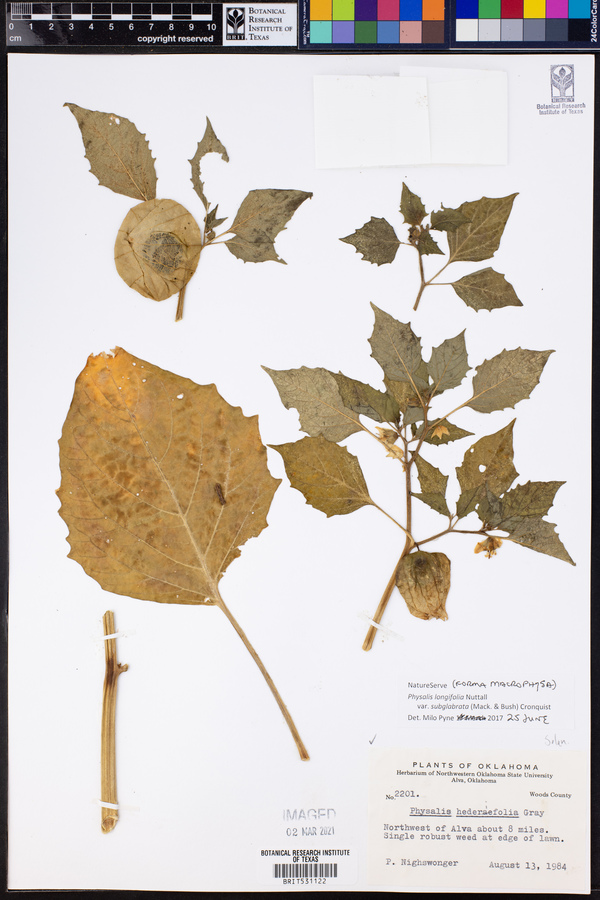 Physalis longifolia var. subglabrata image