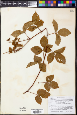 Rubus flagellaris image