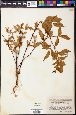 Rubus flagellaris image