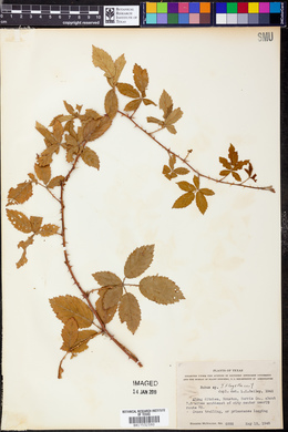 Rubus flagellaris image