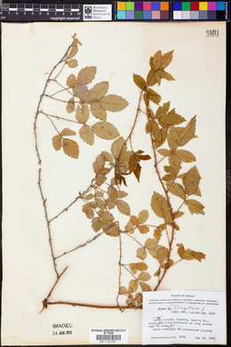 Rubus flagellaris image