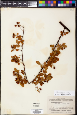 Rubus argutus image