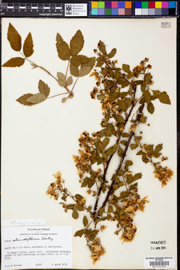 Rubus argutus image