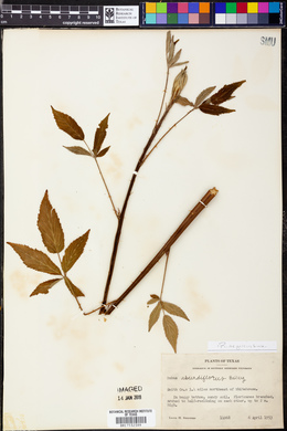 Rubus argutus image