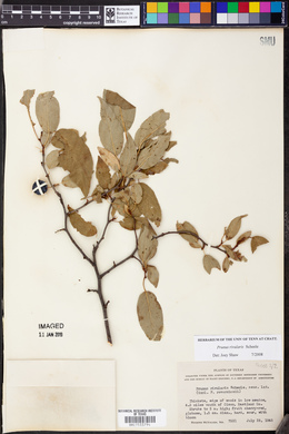 Prunus rivularis image