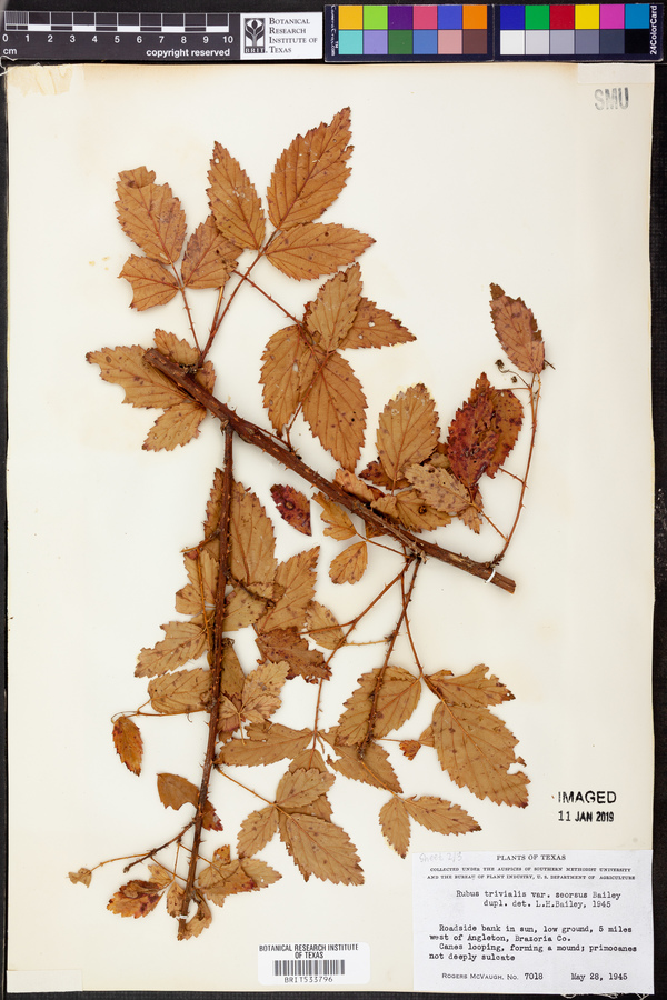 Rubus trivialis var. serosus image