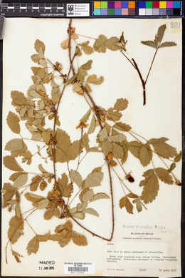 Rubus trivialis image