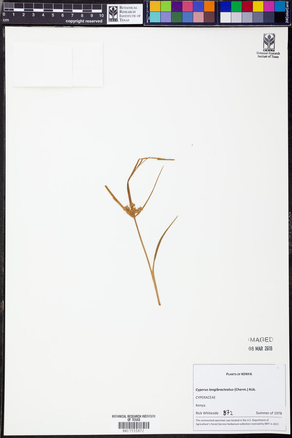 Cyperus longibracteatus image
