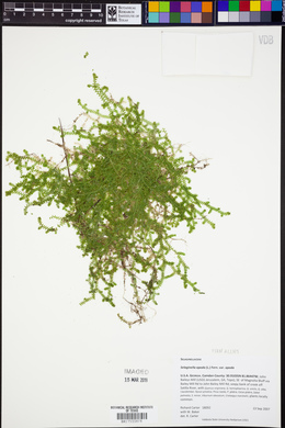 Selaginella apoda var. apoda image
