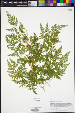 Lygodium japonicum image