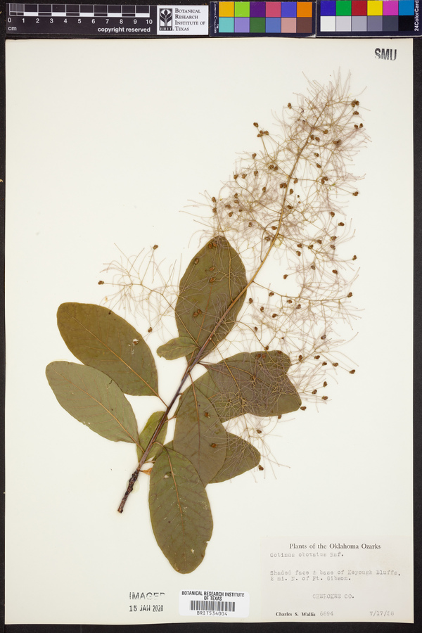 Cotinus obovatus image