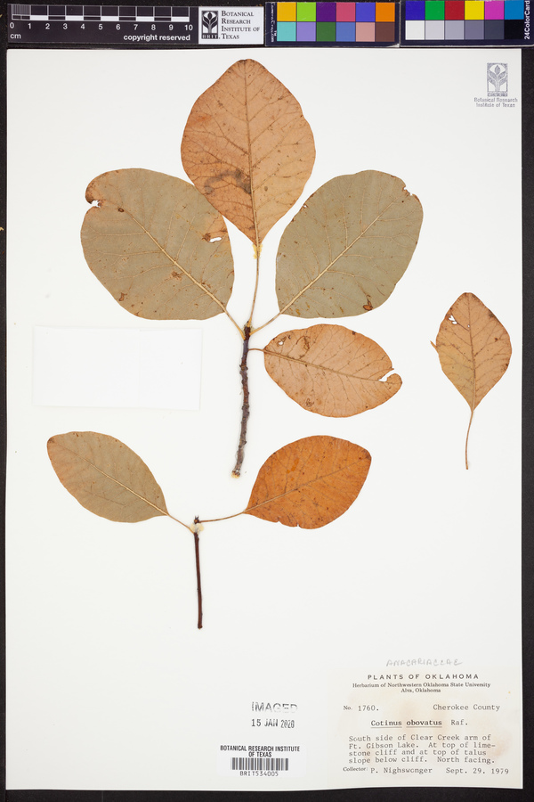 Cotinus obovatus image