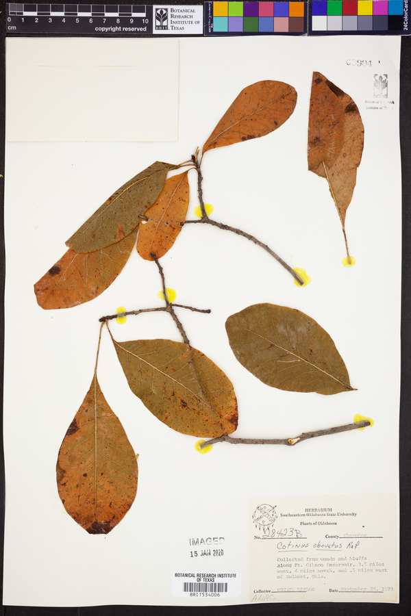 Cotinus obovatus image