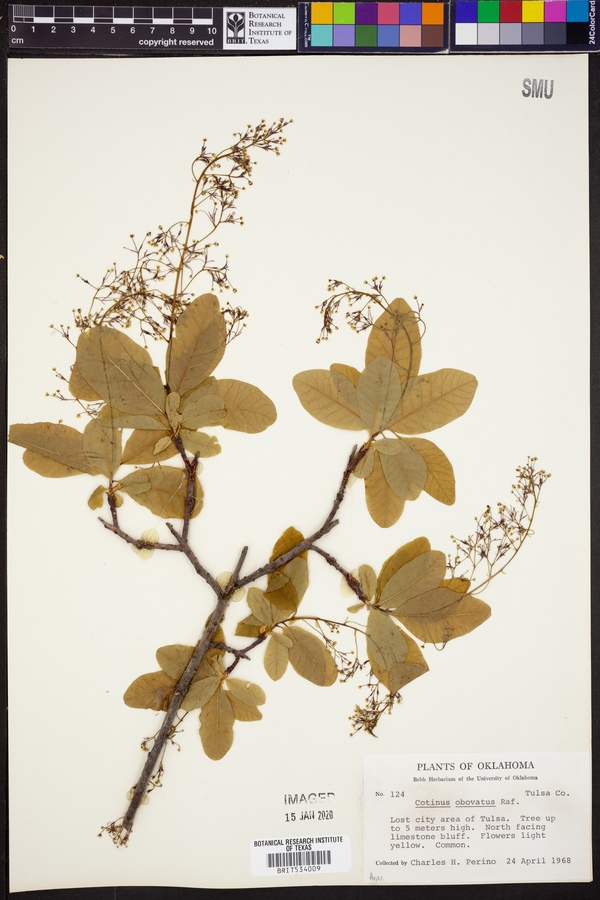 Cotinus obovatus image