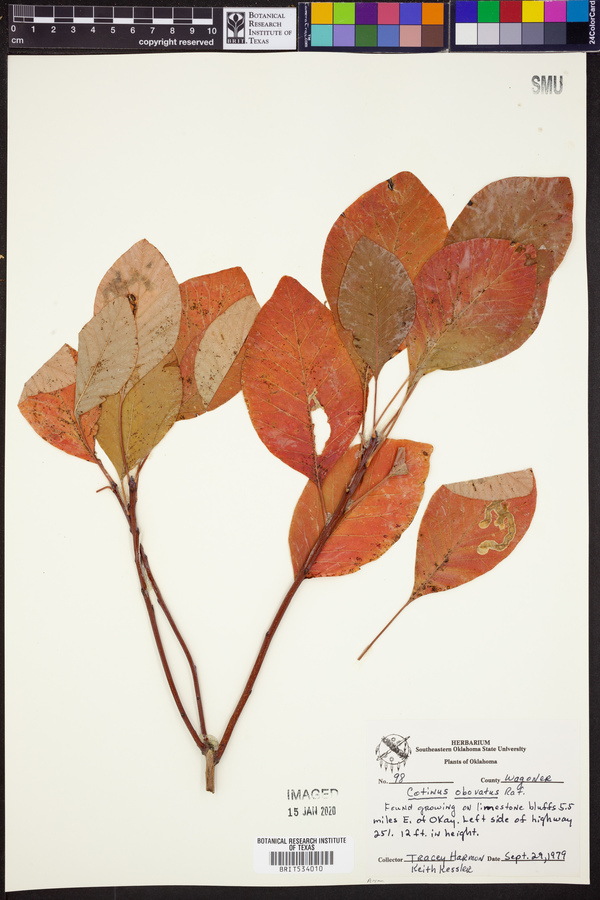 Cotinus obovatus image