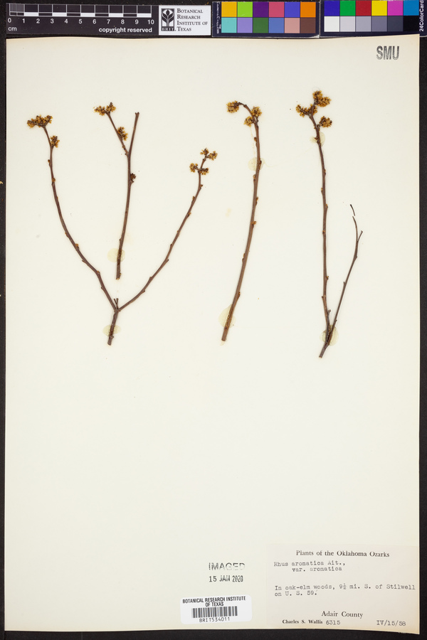 Rhus aromatica var. serotina image
