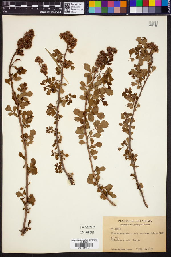 Rhus aromatica subsp. serotrina image