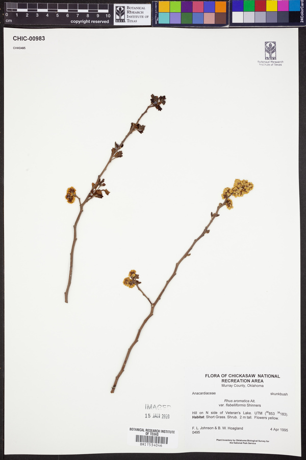 Rhus aromatica var. flabelliformis image