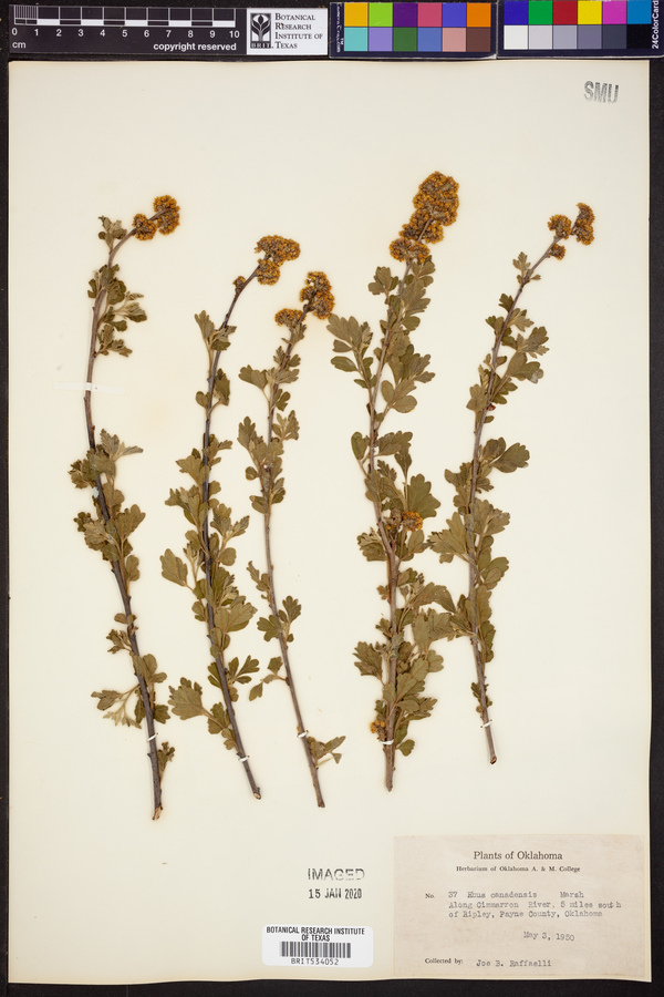 Rhus canadensis image