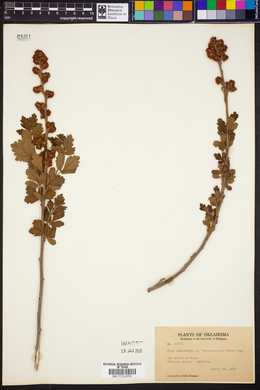 Rhus aromatica subsp. serotrina image