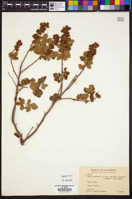 Rhus aromatica subsp. serotrina image