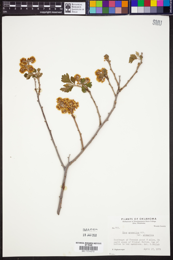 Rhus aromatica var. aromatica image