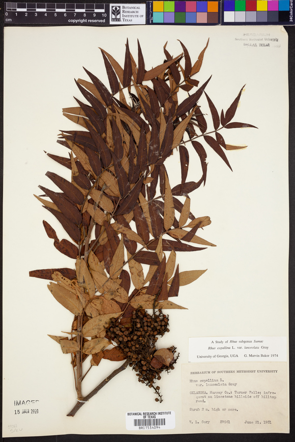 Rhus lanceolata image