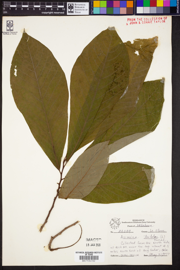 Asimina triloba image