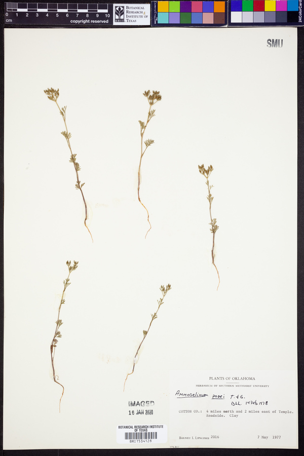 Ammoselinum popei image