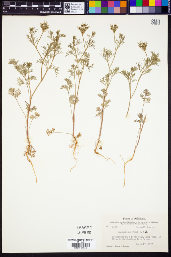 Ammoselinum popei image