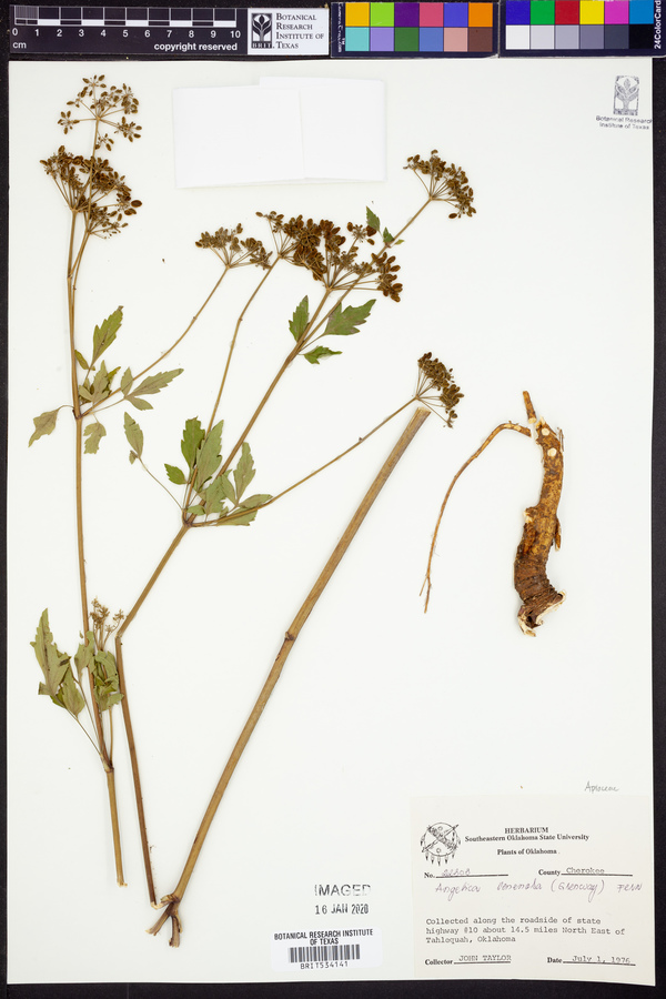 Angelica venenosa image