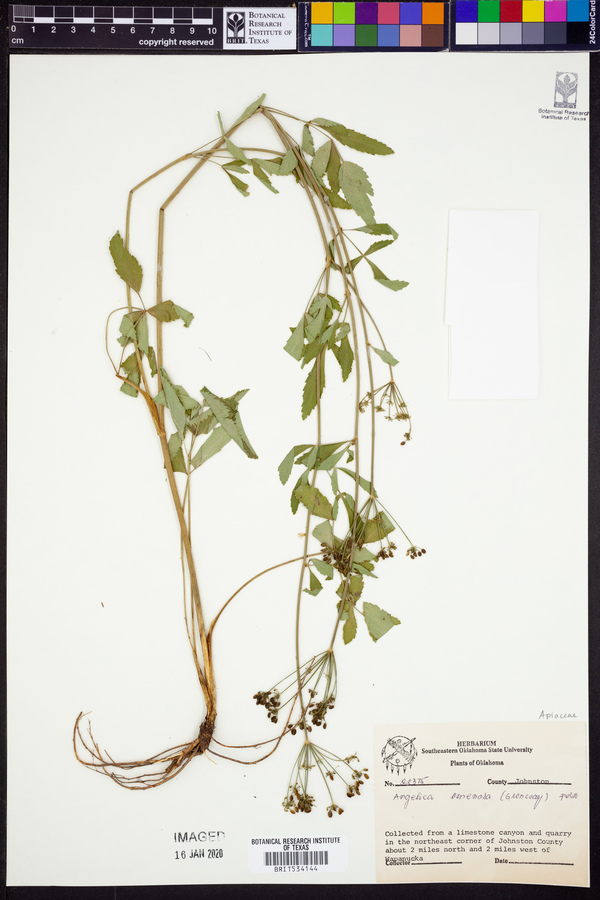 Angelica venenosa image