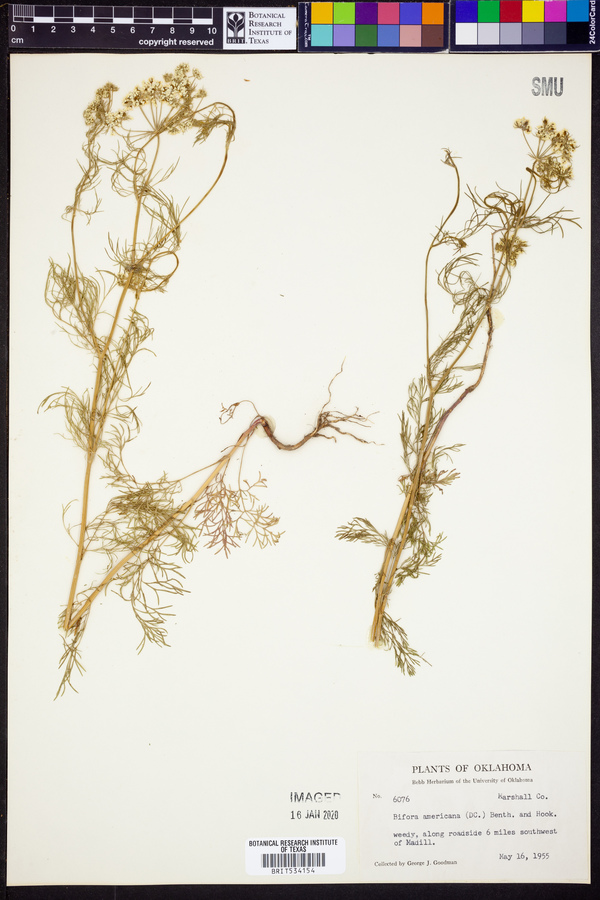 Bifora image