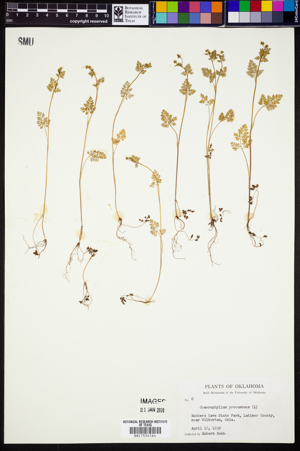 Chaerophyllum procumbens image