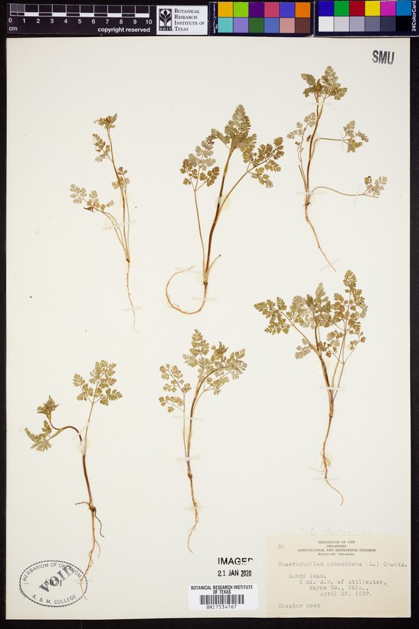 Chaerophyllum procumbens image